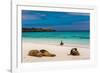 Sea lions on Floreana Island, Galapagos Islands, UNESCO World Heritage Site, Ecuador, South America-Laura Grier-Framed Photographic Print