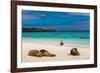 Sea lions on Floreana Island, Galapagos Islands, UNESCO World Heritage Site, Ecuador, South America-Laura Grier-Framed Photographic Print