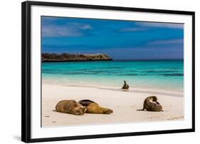 Sea lions on Floreana Island, Galapagos Islands, UNESCO World Heritage Site, Ecuador, South America-Laura Grier-Framed Photographic Print