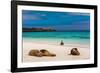 Sea lions on Floreana Island, Galapagos Islands, UNESCO World Heritage Site, Ecuador, South America-Laura Grier-Framed Photographic Print