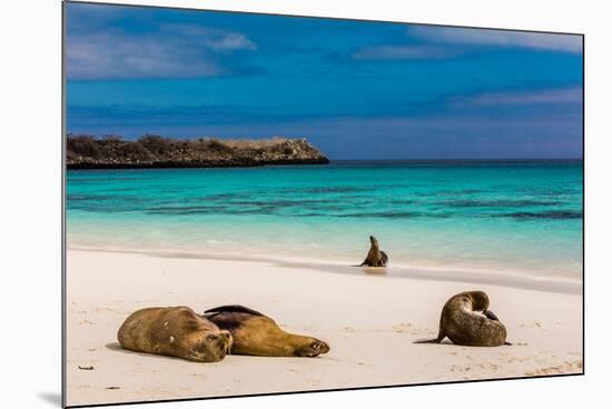 Sea lions on Floreana Island, Galapagos Islands, UNESCO World Heritage Site, Ecuador, South America-Laura Grier-Mounted Photographic Print