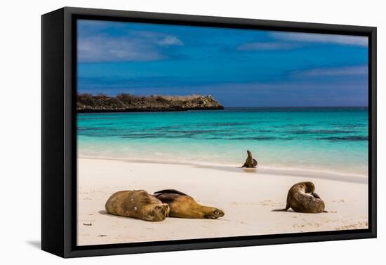 Sea lions on Floreana Island, Galapagos Islands, UNESCO World Heritage Site, Ecuador, South America-Laura Grier-Framed Stretched Canvas