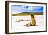 Sea lions on Floreana Island, Galapagos Islands, UNESCO World Heritage Site, Ecuador, South America-Laura Grier-Framed Photographic Print