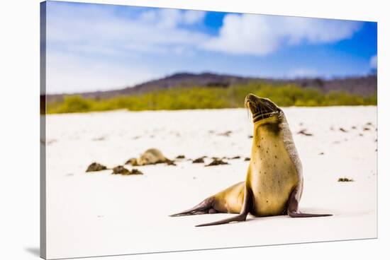 Sea lions on Floreana Island, Galapagos Islands, UNESCO World Heritage Site, Ecuador, South America-Laura Grier-Stretched Canvas