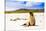 Sea lions on Floreana Island, Galapagos Islands, UNESCO World Heritage Site, Ecuador, South America-Laura Grier-Stretched Canvas
