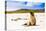 Sea lions on Floreana Island, Galapagos Islands, UNESCO World Heritage Site, Ecuador, South America-Laura Grier-Stretched Canvas