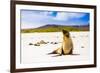 Sea lions on Floreana Island, Galapagos Islands, UNESCO World Heritage Site, Ecuador, South America-Laura Grier-Framed Photographic Print