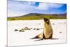 Sea lions on Floreana Island, Galapagos Islands, UNESCO World Heritage Site, Ecuador, South America-Laura Grier-Mounted Photographic Print