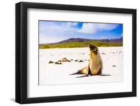 Sea lions on Floreana Island, Galapagos Islands, UNESCO World Heritage Site, Ecuador, South America-Laura Grier-Framed Photographic Print