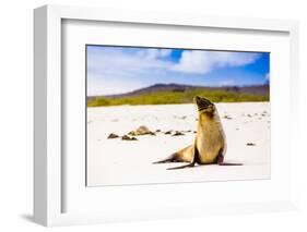 Sea lions on Floreana Island, Galapagos Islands, UNESCO World Heritage Site, Ecuador, South America-Laura Grier-Framed Photographic Print