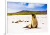 Sea lions on Floreana Island, Galapagos Islands, UNESCO World Heritage Site, Ecuador, South America-Laura Grier-Framed Photographic Print