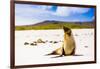 Sea lions on Floreana Island, Galapagos Islands, UNESCO World Heritage Site, Ecuador, South America-Laura Grier-Framed Photographic Print