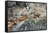 Sea Lions on Rock-Latitude 59 LLP-Framed Stretched Canvas