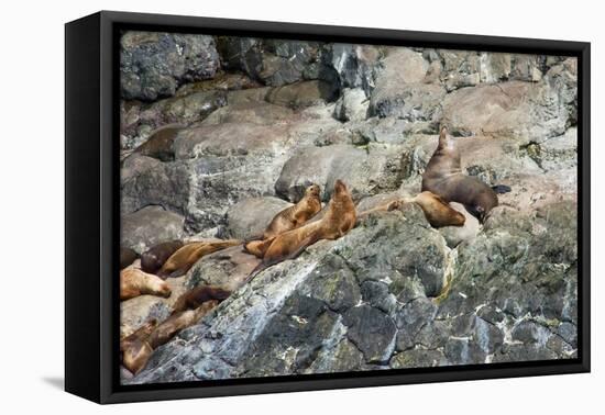 Sea Lions on Rock-Latitude 59 LLP-Framed Stretched Canvas