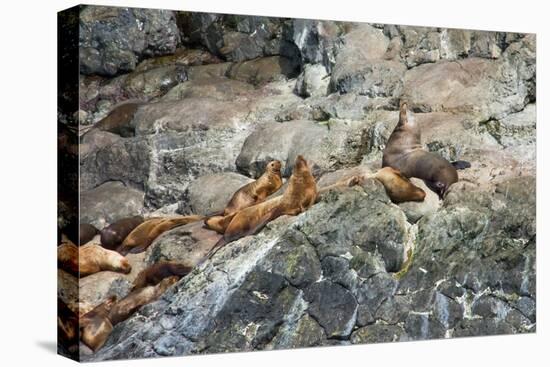 Sea Lions on Rock-Latitude 59 LLP-Stretched Canvas