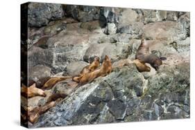 Sea Lions on Rock-Latitude 59 LLP-Stretched Canvas