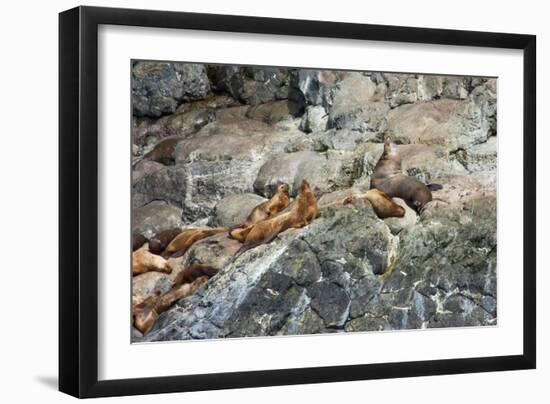 Sea Lions on Rock-Latitude 59 LLP-Framed Premium Photographic Print