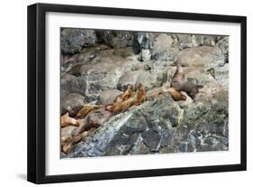 Sea Lions on Rock-Latitude 59 LLP-Framed Premium Photographic Print