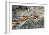 Sea Lions on Rock-Latitude 59 LLP-Framed Premium Photographic Print