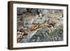 Sea Lions on Rock-Latitude 59 LLP-Framed Photographic Print