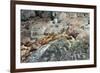 Sea Lions on Rock-Latitude 59 LLP-Framed Photographic Print