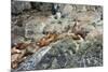 Sea Lions on Rock-Latitude 59 LLP-Mounted Photographic Print