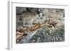 Sea Lions on Rock-Latitude 59 LLP-Framed Photographic Print