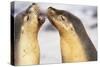 Sea Lions Touching Whiskers-Paul Souders-Stretched Canvas