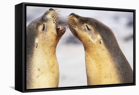 Sea Lions Touching Whiskers-Paul Souders-Framed Stretched Canvas