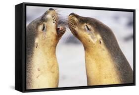 Sea Lions Touching Whiskers-Paul Souders-Framed Stretched Canvas