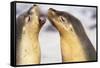 Sea Lions Touching Whiskers-Paul Souders-Framed Stretched Canvas