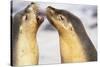 Sea Lions Touching Whiskers-Paul Souders-Stretched Canvas