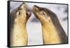 Sea Lions Touching Whiskers-Paul Souders-Framed Stretched Canvas