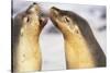 Sea Lions Touching Whiskers-Paul Souders-Stretched Canvas