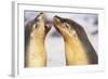 Sea Lions Touching Whiskers-Paul Souders-Framed Photographic Print