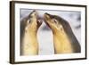 Sea Lions Touching Whiskers-Paul Souders-Framed Photographic Print