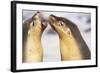Sea Lions Touching Whiskers-Paul Souders-Framed Photographic Print