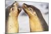 Sea Lions Touching Whiskers-Paul Souders-Mounted Photographic Print