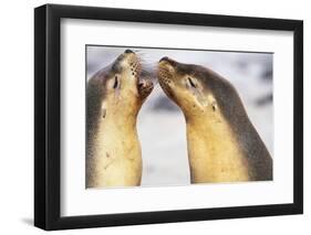 Sea Lions Touching Whiskers-Paul Souders-Framed Photographic Print