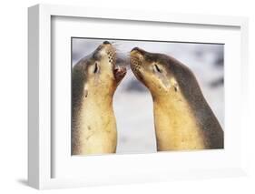 Sea Lions Touching Whiskers-Paul Souders-Framed Photographic Print