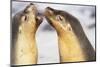Sea Lions Touching Whiskers-Paul Souders-Mounted Photographic Print