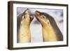 Sea Lions Touching Whiskers-Paul Souders-Framed Photographic Print