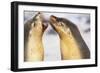 Sea Lions Touching Whiskers-Paul Souders-Framed Photographic Print