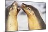 Sea Lions Touching Whiskers-Paul Souders-Mounted Photographic Print