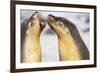 Sea Lions Touching Whiskers-Paul Souders-Framed Photographic Print