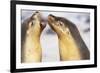 Sea Lions Touching Whiskers-Paul Souders-Framed Photographic Print