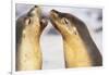 Sea Lions Touching Whiskers-Paul Souders-Framed Photographic Print