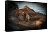 Sea Lions-null-Framed Stretched Canvas