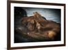 Sea Lions-null-Framed Photographic Print