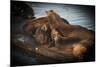 Sea Lions-null-Mounted Photographic Print